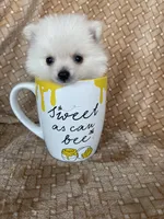 Micro Potato, a male Pomeranian for sale in Fort Myers, FL – 3 of 8