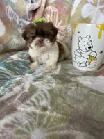 Micro Tootsie Roll, a female Shih Tzu for sale in Fort Myers, FL – 7 of 9