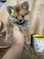 Polenta, a female Pomeranian for sale in Fort Myers, FL – 1 of 5