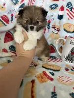 Muffin, a male Pomeranian for sale in Fort Myers, FL – 6 of 7