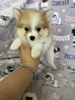 Nico, a male Pomeranian for sale in Fort Myers, FL – 6 of 6