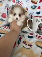 Stella, a female Pomeranian for sale in Fort Myers, FL – 2 of 8