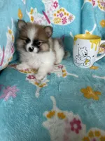 Yoshi, a male Pomeranian for sale in Fort Myers, FL – 5 of 7