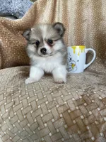 Plum, a female Pomeranian for sale in Fort Myers, FL – 2 of 6
