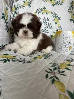 Osso, a male Shih Tzu for sale in Fort Myers, FL – 6 of 7