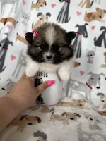 Savannah , a female Pomeranian for sale in Fort Myers, FL – Photo 3 of 5