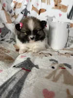 Savannah , a female Pomeranian for sale in Fort Myers, FL – Photo 5 of 5