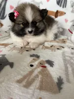 Savannah , a female Pomeranian for sale in Fort Myers, FL – Photo 2 of 5