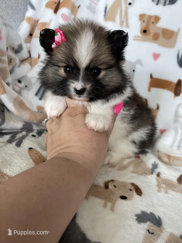 Savannah  – Pomeranian puppy for sale in Fort Myers, FL