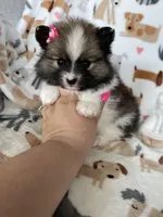 Savannah , a female Pomeranian for sale in Fort Myers, FL – Photo 1 of 5