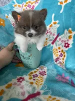 Poppy, a female Pomeranian for sale in Fort Myers, FL – 5 of 8