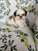 Churro, a male Shih Tzu for sale in Fort Myers, FL – 5 of 5