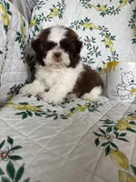 Hershey, a male Shih Tzu for sale in Fort Myers, FL – 4 of 4