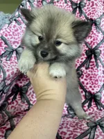 Biscotti, a male Pomeranian for sale in Fort Myers, FL – 5 of 8