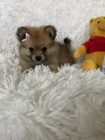 Paloma, a female Pomeranian for sale in Fort Myers, FL – 8 of 8