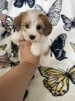Stevie, a male Maltipoo for sale in Fort Myers, FL – 2 of 7