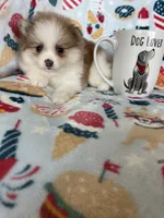 Stella, a female Pomeranian for sale in Fort Myers, FL – 4 of 8