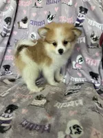 Ollie, a male Pomeranian for sale in Fort Myers, FL – 4 of 4