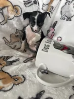 processed/36eba547-d7bc-498c-9ecf-4860a58d7228/listing/dcd97f78-8b29-4a73-ba03-5579fb4a4351/17ecead2-33bc-4547-bec3-8352028753f4