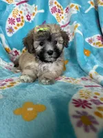 Journey , a female Maltipoo for sale in Fort Myers, FL – 3 of 7