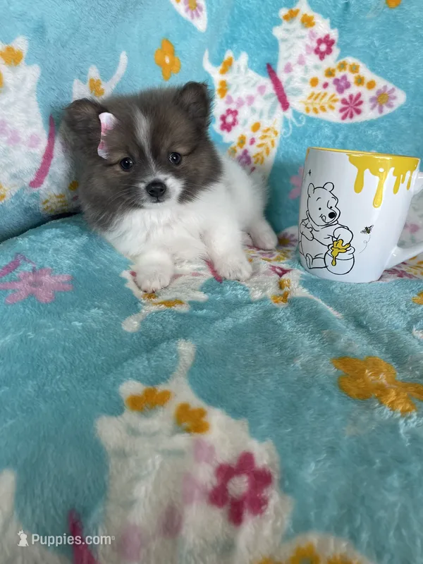 Pippa, a female Pomeranian for sale in Fort Myers, FL – 1 of 7