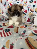Rocco, a male Pomeranian for sale in Fort Myers, FL – 7 of 7