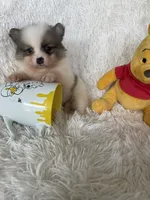 Negroni, a male Pomeranian for sale in Fort Myers, FL – 5 of 8