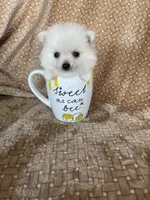 Micro Potato, a male Pomeranian for sale in Fort Myers, FL – 6 of 8