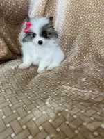 Tiny Pumpkin , a female Pomeranian for sale in Fort Myers, FL – 2 of 7