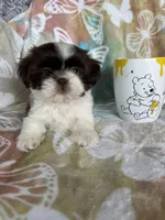 Twix, a male Shih Tzu for sale in Fort Myers, FL – 1 of 8