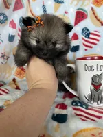 Tcup Lucy, a female Pomeranian for sale in Fort Myers, FL – 3 of 8