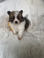 Tom Collins, a male Pomeranian for sale in Fort Myers, FL – 2 of 7