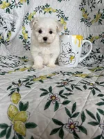 Nugget, a male Maltese for sale in Fort Myers, FL – 6 of 10