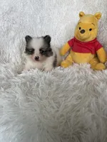 Gin Fizz, a male Pomeranian for sale in Fort Myers, FL – 8 of 9