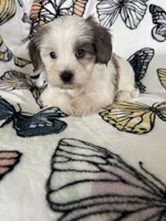 Scotty, a male Maltipoo for sale in Fort Myers, FL – 6 of 9