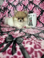 Chai, a female Pomeranian for sale in Fort Myers, FL – 5 of 8