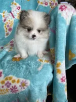 Stanley, a male Pomeranian for sale in Fort Myers, FL – 6 of 8