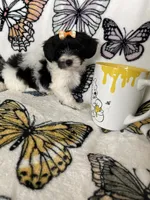 Sally, a female Maltipoo for sale in Fort Myers, FL – 7 of 8