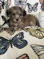 Samson, a male Maltipoo for sale in Fort Myers, FL – 5 of 8