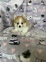 Nico, a male Pomeranian for sale in Fort Myers, FL – 5 of 6
