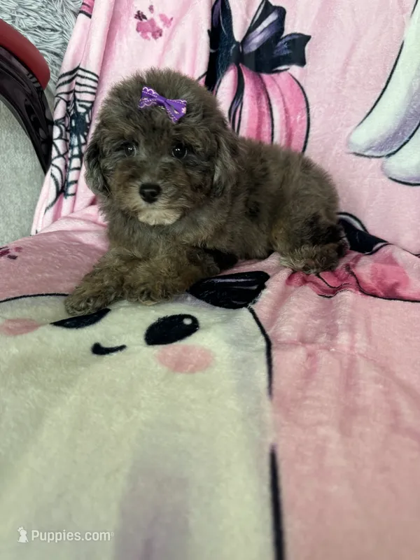 Scarlett  – Poodle - Miniature  puppy for sale in Fort Myers, FL