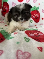 Concord , a male Pomapoo for sale in Fort Myers, FL – Photo 4 of 5