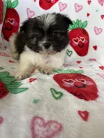 Concord , a male Pomapoo for sale in Fort Myers, FL – Photo 2 of 5