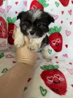 Concord , a male Pomapoo for sale in Fort Myers, FL – Photo 3 of 5