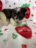Concord , a male Pomapoo for sale in Fort Myers, FL – Photo 5 of 5