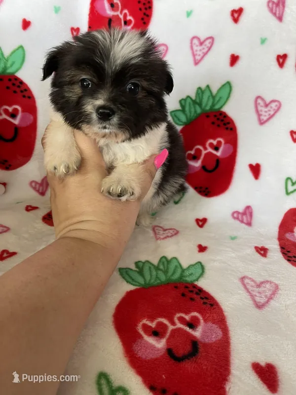 Concord  – Pomapoo puppy for sale in Fort Myers, FL