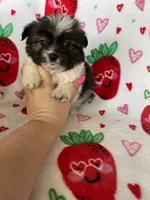 Concord , a male Pomapoo for sale in Fort Myers, FL – Photo 1 of 5