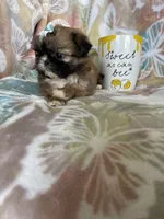 Tiny Cocoa, a female Shih Tzu for sale in Fort Myers, FL – 5 of 10
