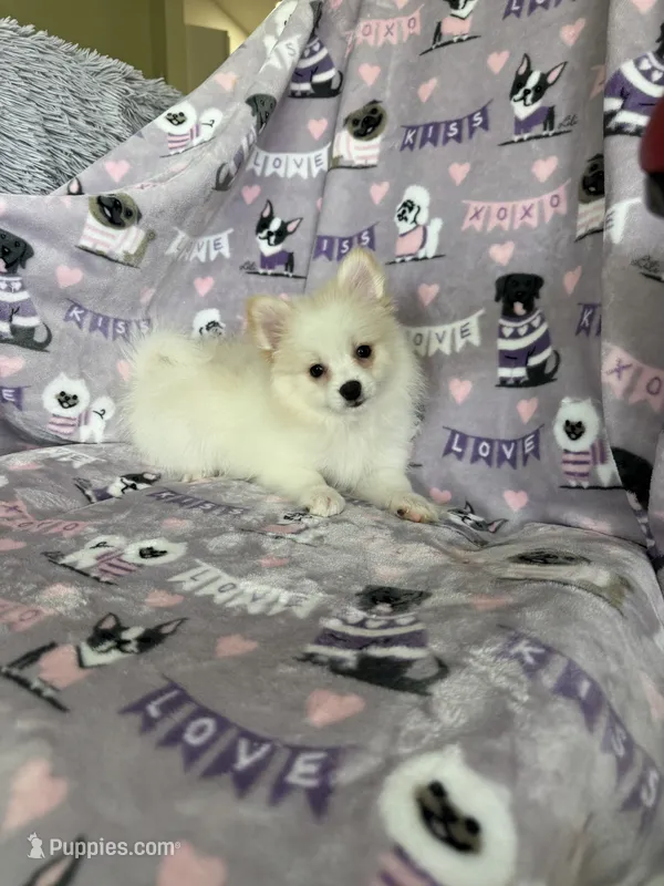 Pickles – Pomeranian puppy for sale in Fort Myers, FL
