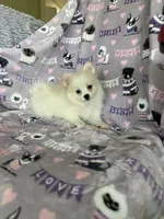 Pickles, a male Pomeranian for sale in Fort Myers, FL – 1 of 6